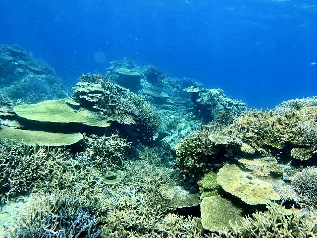 25/09/01　気が付いたら9月ですね。　沖縄本島、チービシ