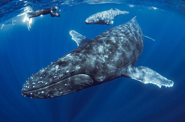 2026年　ホエールスイムの予約を開始いたします！