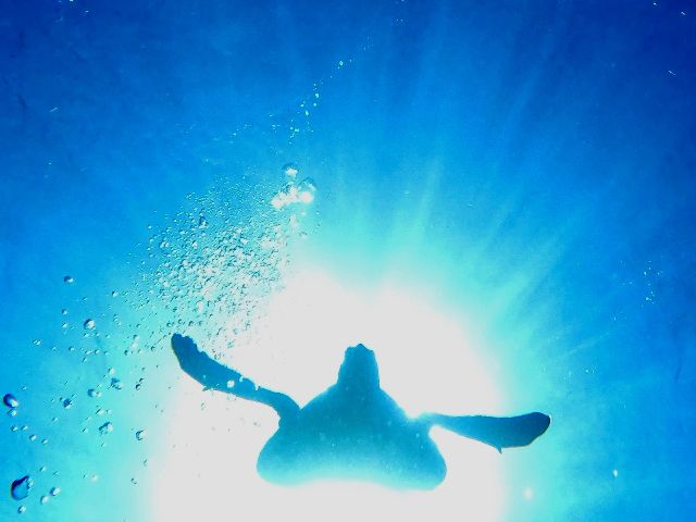 25/09/26　朝晩は過ごしやすい気候になってきましたが　慶良間