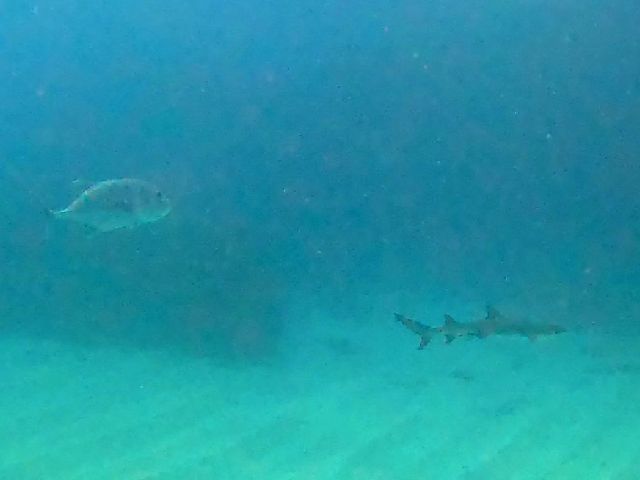 25/10/08　心配事は次から次へと。　チービシ、沖縄本島