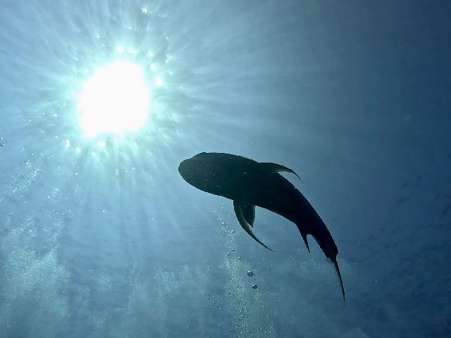 25/10/13　穏やかな海が戻ってきました。　慶良間