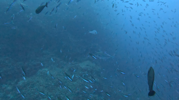 251026 shimozone.png