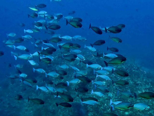 25/11/30　期待を胸に。　慶良間