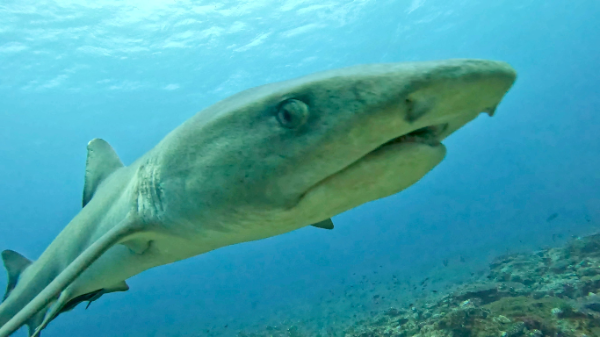 25/12/20　まだまだ楽しめますよー！　慶良間