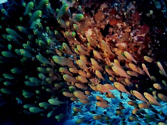 25/12/28　年の瀬ですねー。　那覇シーサイドパーク、慶良間