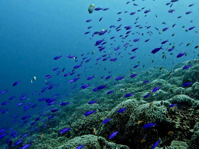 25/12/29　水中はまだ23度台　慶良間