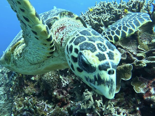 25/12/30　この時期でも風向きによっては暖かい！　慶良間