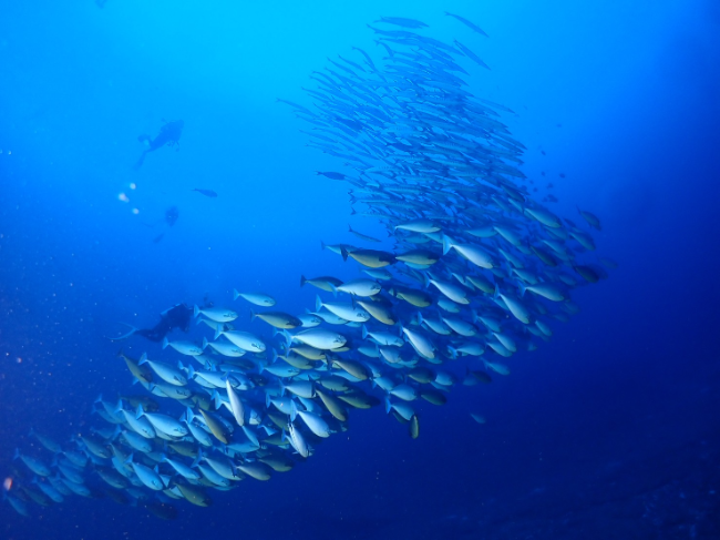 26/01/01　2026年最初のダイビング！　トライアングル