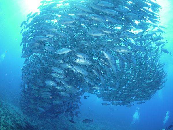 2026年　粟国【那覇発・日帰り遠征】日程のお知らせ