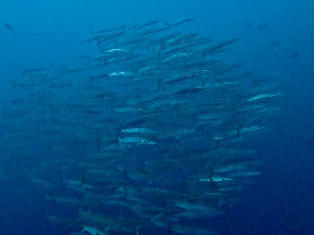 26/02/01　早いものであっという間に1ヶ月が経ち、2月スタート！　沖縄本島、チービシ、ホエールスイム