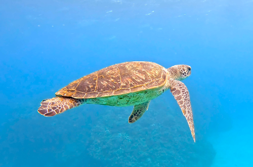 26/02/03　体験ダイビングの時こそカメに会いたい。　チービシ諸島