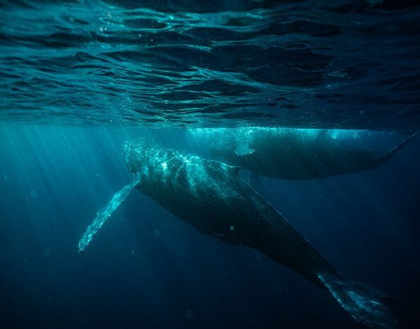 26/02/05　平和が続けばと思います。　ホエールスイム