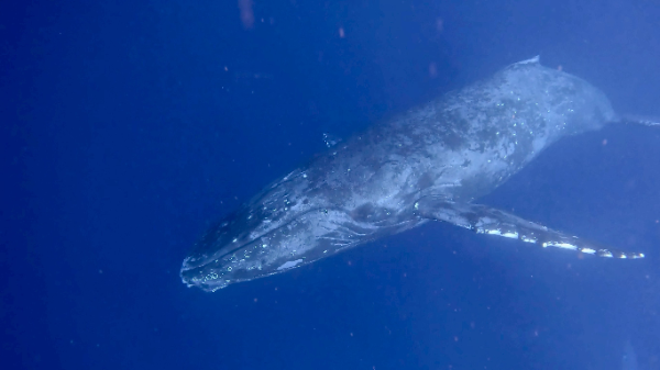 26/02/06　いいクジラたちに会えました！　ホエールスイム