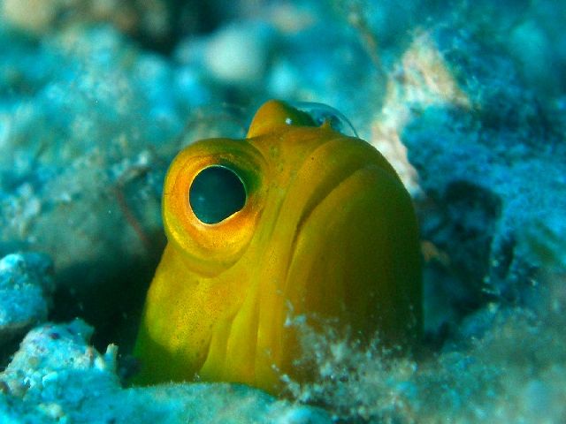 26/02/07　まだまだミジュンがいましたよ！　沖縄本島