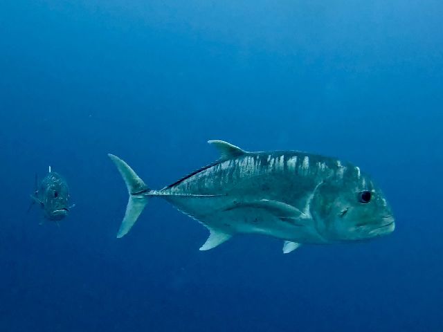 26/02/11　建国記念日　慶良間