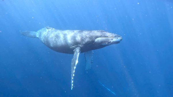 26/02/12　天気よし、海況よし、透明度・・・　慶良間、ホエールスイム