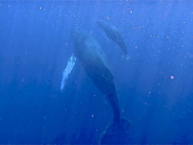 26/02/13　天気良し！海況良し！クジラ良し！　ホエールスイム