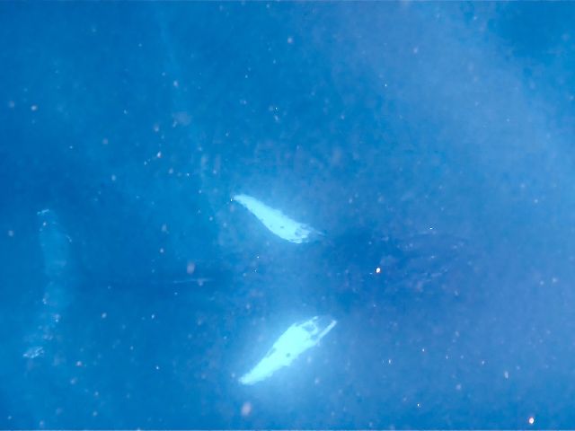 26/02/14　ハッピーバレンタイン！　ホエールスイム