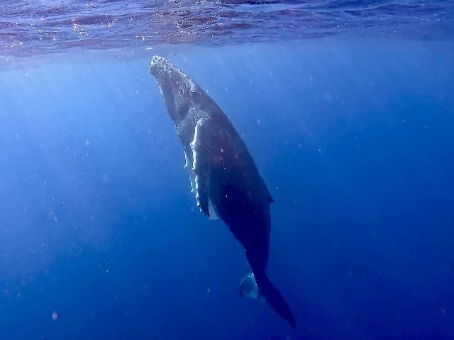 26/02/22　そういえば連休ですね！　ホエールスイム