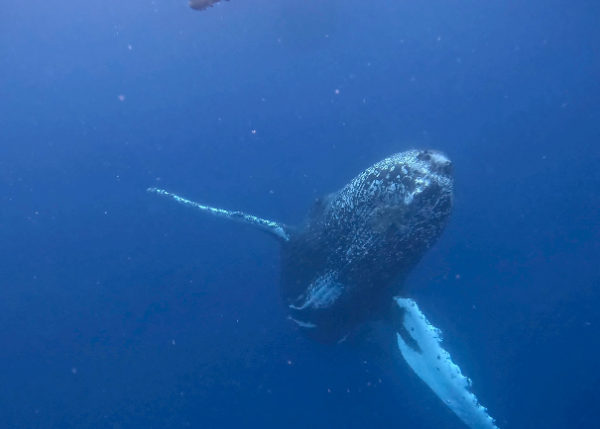 26/02/27　ドラマチックな展開でした。　沖縄本島ホエールスイム、チービシFunダイブ