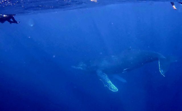 26/02/28　２月も終わりましたね！　ホエールスイム、慶良間