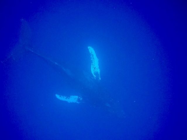 26/03/01　3月スタート！！　ホエールスイム