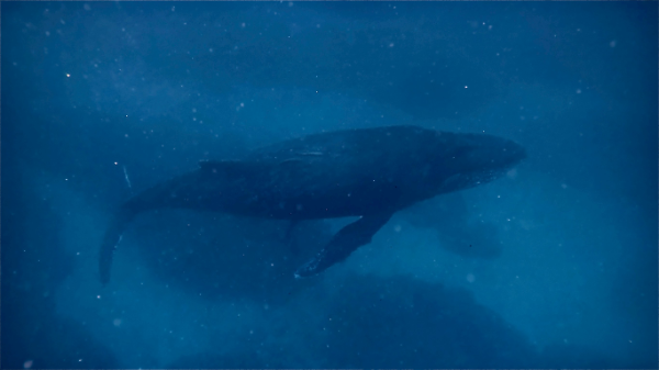 260304 whale.png