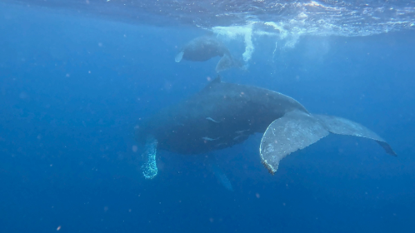 26/03/05　みんなが笑顔で終われるのがなにより。　ホエールスイム
