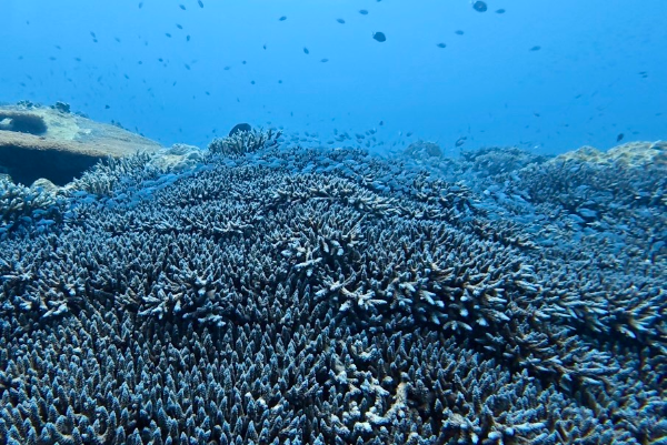 26/03/07　いい時もあれば悪い時もあるのが自然です。　チービシ諸島