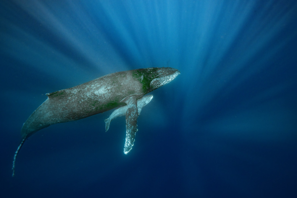 26/03/09　残すところあと2週間！　沖縄本島ホエールスイム