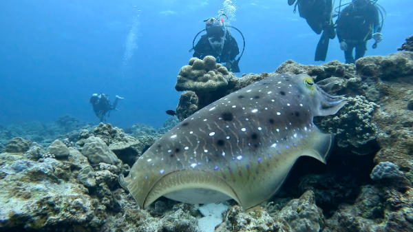 26/03/10　学生さん達もウェルカムです！！　チービシ諸島