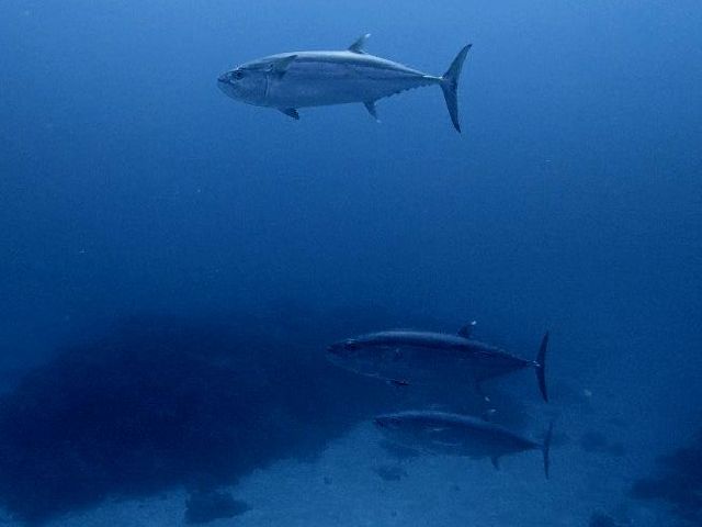 26/03/14　春の嵐。。。これが最後だと信じたい。　チービシ