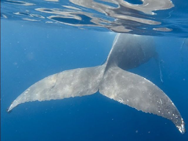 26/03/15　ホエールスイムにドルフィンスイム！！　沖縄本島