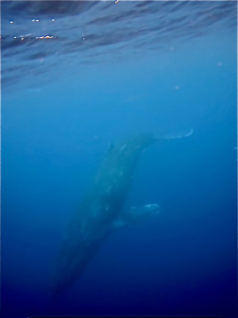 26/03/19　終わりが近づいてきました。　ホエールスイム