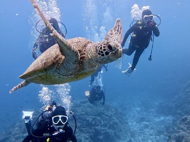 26/03/20　春休みってやつですね。　慶良間、ホエールスイム