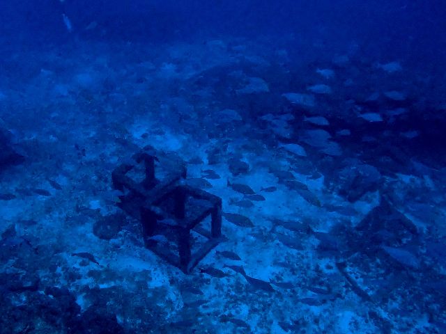 26/03/21　旬の魚たちが続々登場！　慶良間、沖縄本島