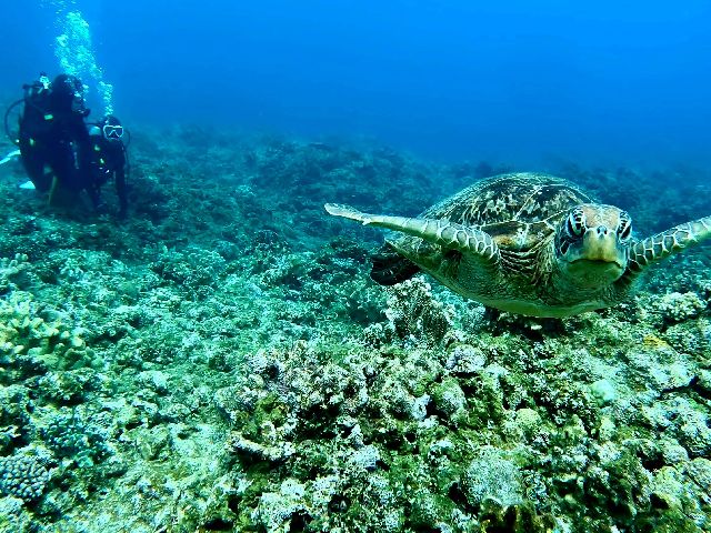 26/03/23　のんびり体験ダイビング　慶良間
