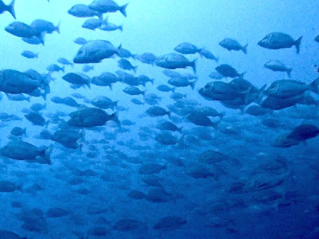 26/03/24　春のトライアングル始まっていますよー♪　沖縄本島