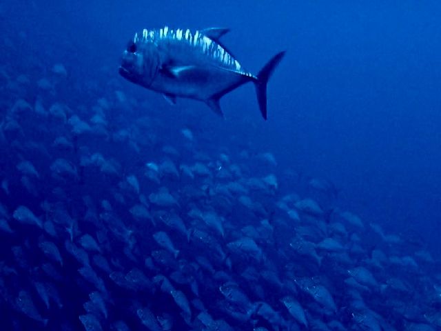 26/03/25　春のトライアングル。今日はバラクーダもいました・・・が。　沖縄本島