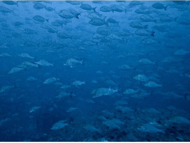 26/03/26　晴れ晴れで昨日より穏やかなトライアングルになりました！　沖縄本島