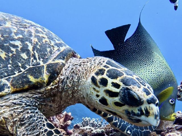 26/03/29　南っ気の風へ　慶良間、那覇シーサイドパーク