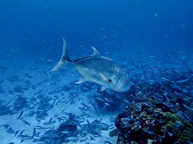 26/04/07　大雨の土砂降りでしたが、朗報が１つ！　チービシ