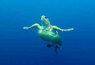 26/04/10　春はイベントが目白押しです！　慶良間、チービシ諸島