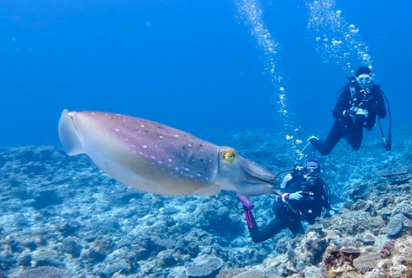 260412 kobushime.png