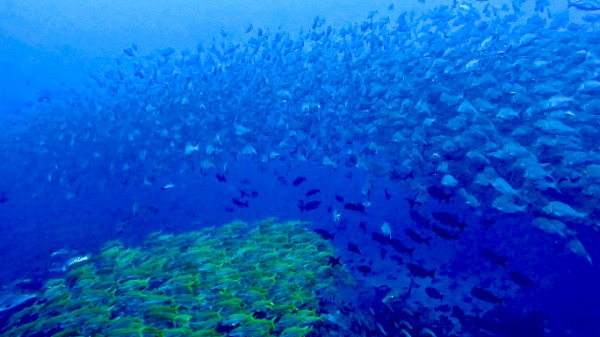 26/04/12　花火から春のタマン祭りへ　トライアングル / チービシ諸島