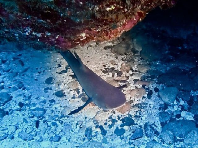 26/04/14　本格的に暖かくなってきましたよ！　慶良間