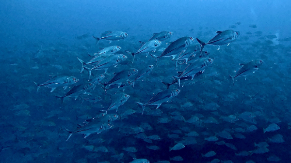 26/04/21　ワールドクラスのポイントへ！　トライアングル、チービシ諸島