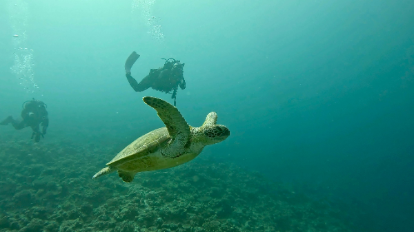 26/04/22  お昼過ぎからのんびりダイビング！　チービシ諸島