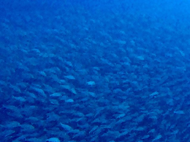 26/04/25　北風ってやっぱりちょっと冷たい。　沖縄本島トライアングル、慶良間