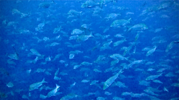 260426 toraiangle.png